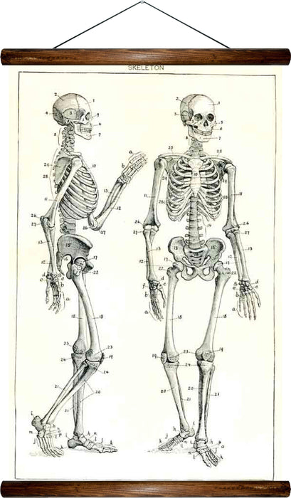 Human skeleton, reprint on linen - Josef und Josefine