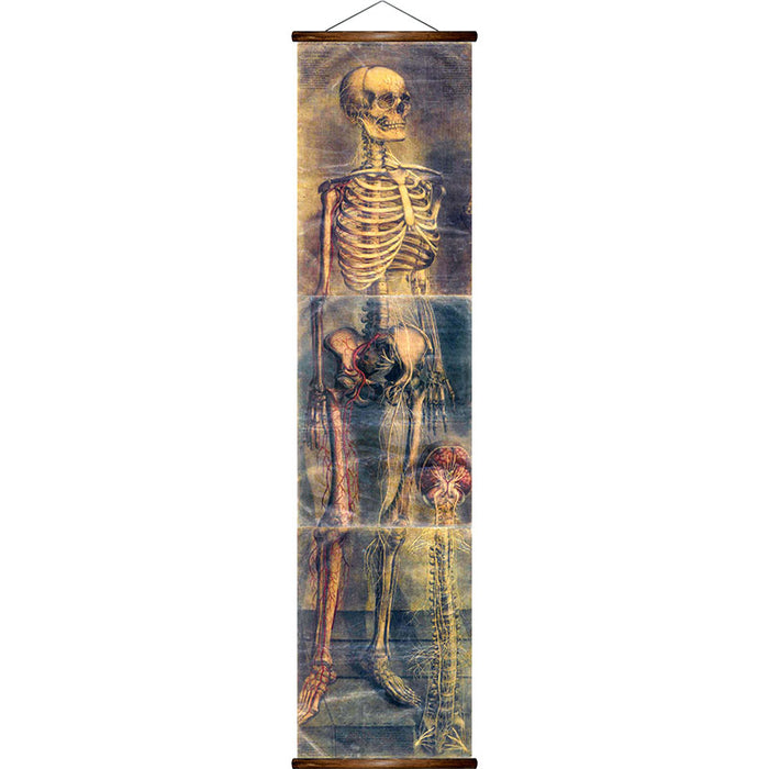 Human skeleton, reprint on linen