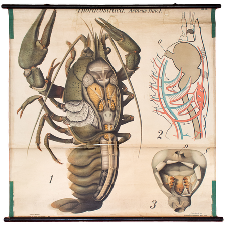 Hummer, Lobster, Paul Pfurtscheller Zoological Wall Chart, Crustacean, 1912 - Josef und Josefine
