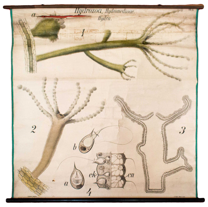 Süßwasserpolyp, Hydrozoa,  Wall Chart by Paul Pfurtscheller, 1910 - Josef und Josefine