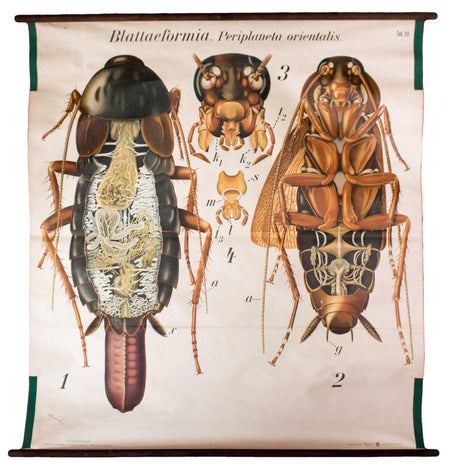 Kakerlake, Küchenschabe, Cockroach Wall Chart by Paul Pfurtscheller, 1911 - Josef und Josefine