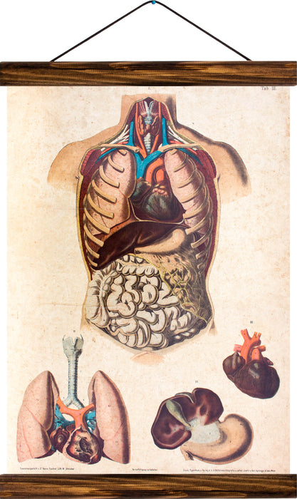 Human torso and inner organs, reprint on linen