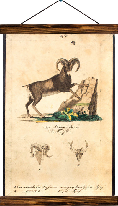Bighorn sheep, reprint on linen