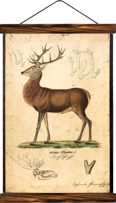 Deer, reprint on linen