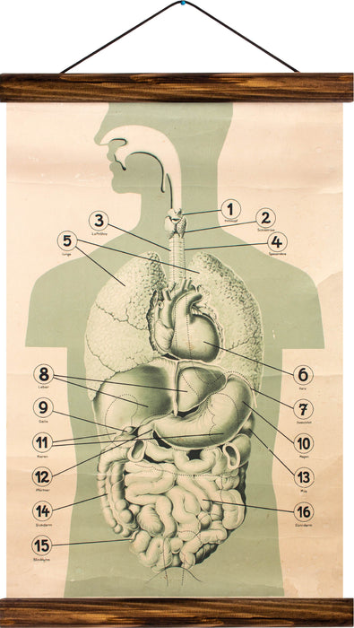 Human torso and inner organs, reprint on linen