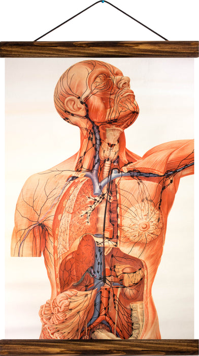 Human body, reprint on linen