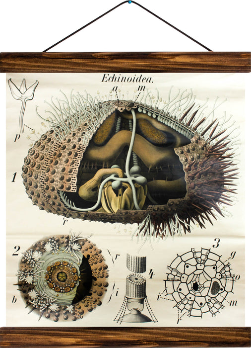 Sea urchins, reprint on linen