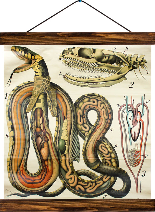 Snake, reprint on linen