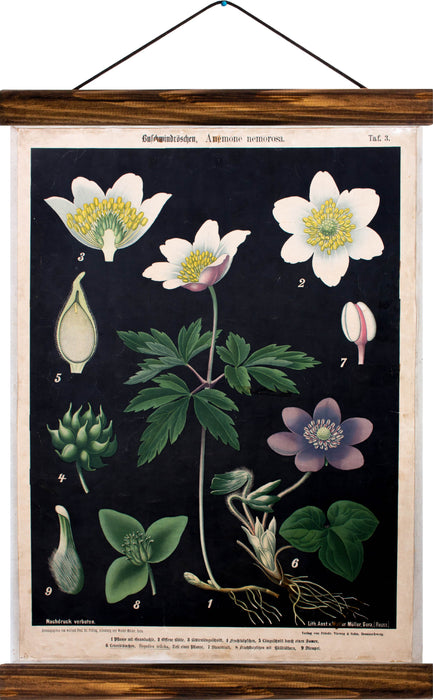 Wood anemones, reprint on linen