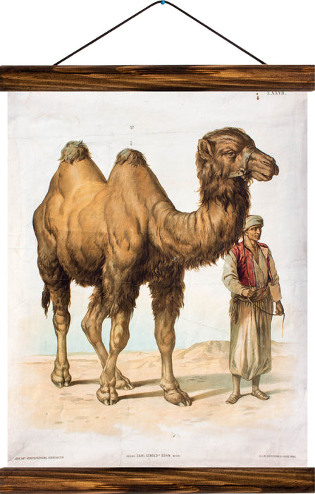 Camel, reprint on linen