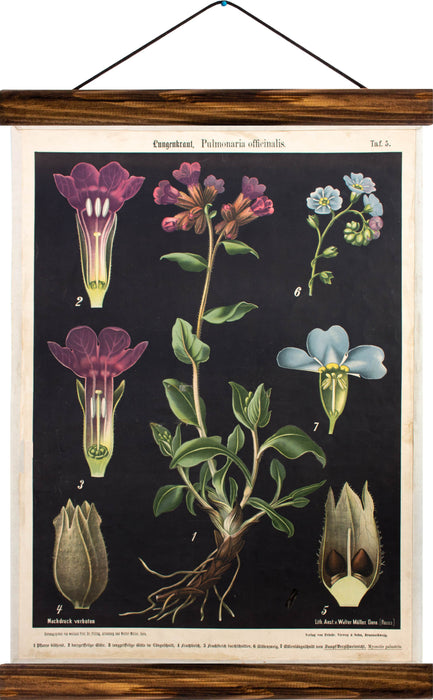 Pulmonaria (Lungenkraut), reprint on linen