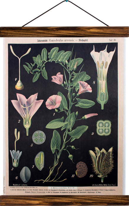 Bindweed, reprint on linen