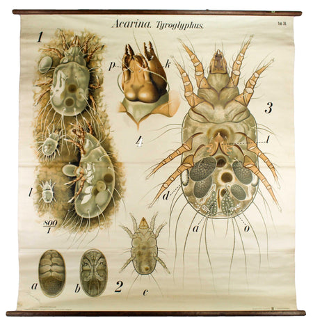 Kopflaus, Acarina Wall Chart by Paul Pfurtscheller, 1926 - Josef und Josefine