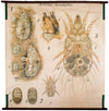 Kopflaus, Acarina Wall Chart by Paul Pfurtscheller, 1916 - Josef und Josefine