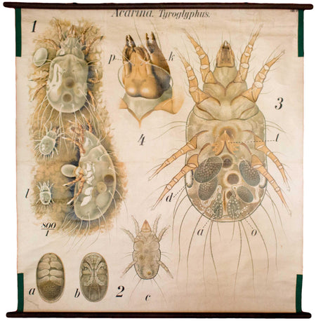 Kopflaus, Acarina Wall Chart by Paul Pfurtscheller, 1916 - Josef und Josefine