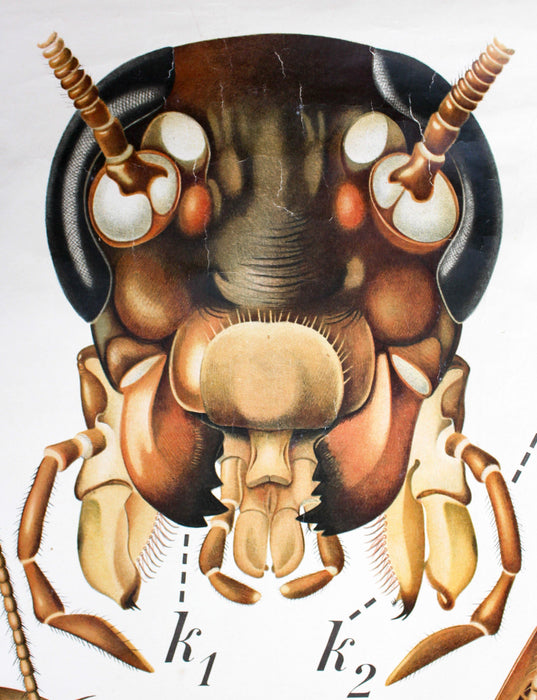 Kakerlake, Küchenschabe, Cockroach Wall Chart by Paul Pfurtscheller, 1920 - Josef und Josefine