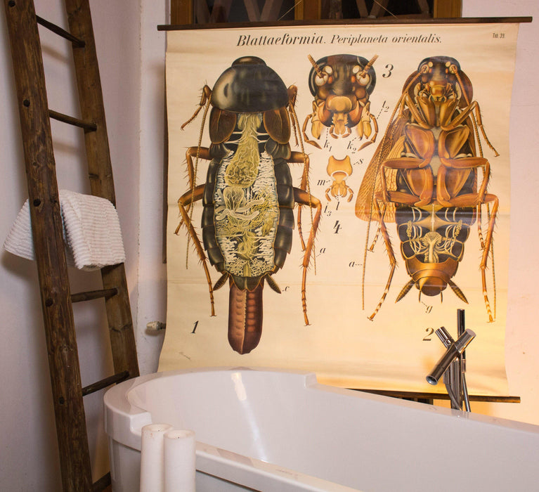 Kakerlake, Küchenschabe, Cockroach Wall Chart by Paul Pfurtscheller, 1920 - Josef und Josefine