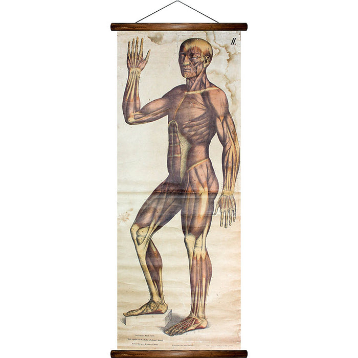 Muscles of the human body, reprint on linen