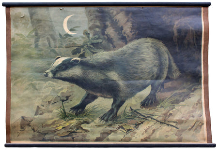 Dachs, badger, educational chart , 1905 - Josef und Josefine