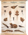 Frosch, Vertebrata, Vintage 19th Century Wall Chart by Rudolf Leuckart, 1873 - Josef und Josefine