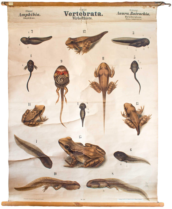 Frosch, Vertebrata, Vintage 19th Century Wall Chart by Rudolf Leuckart, 1873 - Josef und Josefine