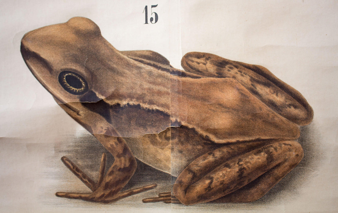 Frosch, Vertebrata, Vintage 19th Century Wall Chart by Rudolf Leuckart, 1873 - Josef und Josefine