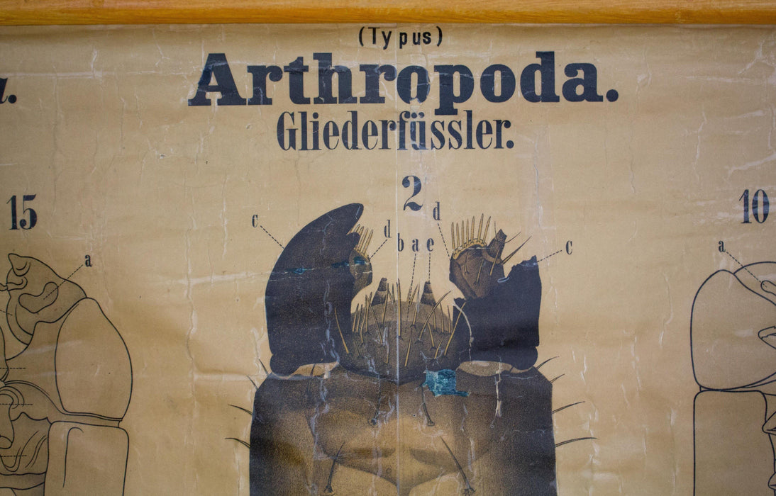 Käfer, Arthropoda, Vintage 19th Century Wall Chart by Rudolf Leuckart, 1873 - Josef und Josefine