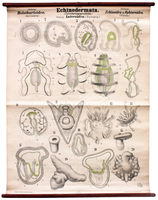 Echinodermata, Vintage 19th Century Wall Chart by Rudolf Leuckart, 1873 - Josef und Josefine