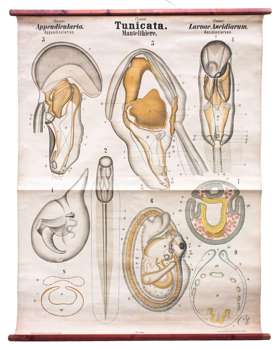 Manteltiere, Tunicata, Vintage 19th Century Wall Chart by Rudolf Leuckart, 1873 - Josef und Josefine