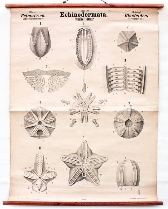 Stachelhäuter, Echinodermata, Vintage 19th Century Wall Chart by Rudolf Leuckart, 1873 - Josef und Josefine