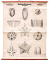 Echinodermata, Vintage 19th Century Wall Chart by Rudolf Leuckart, 1873 - Josef und Josefine