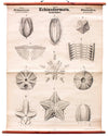 Echinodermata, Vintage 19th Century Wall Chart by Rudolf Leuckart, 1873 - Josef und Josefine