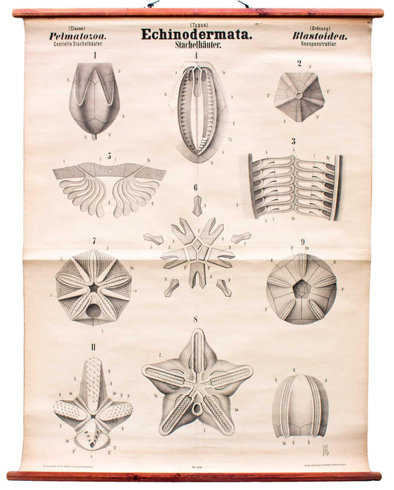 Echinodermata, Vintage 19th Century Wall Chart by Rudolf Leuckart, 1873 - Josef und Josefine