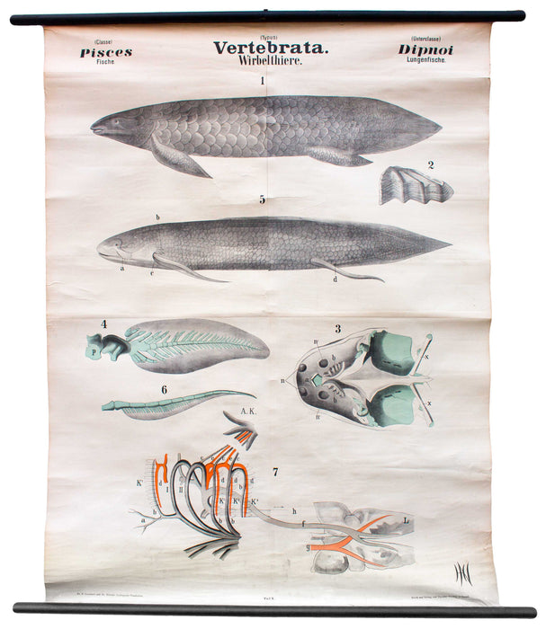 Wirbeltiere, Vertebrata, Vintage 19th Century Wall Chart by Rudolf Leuckart, 1873 - Josef und Josefine