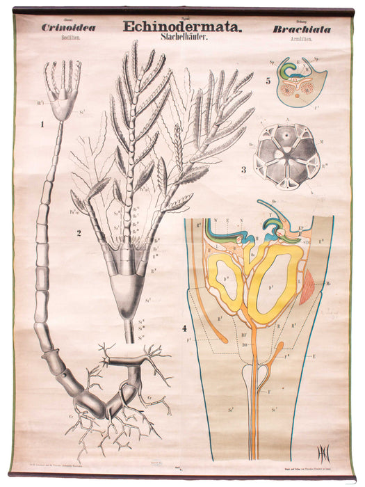 Stachelhäuter, Echinodermata, Vintage 19th Century Wall Chart by Rudolf Leuckart, 1873 - Josef und Josefine