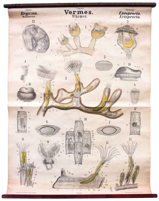 Würmer, Vermes, Vintage 19th Century Wall Chart by Rudolf Leuckart, 1873 - Josef und Josefine