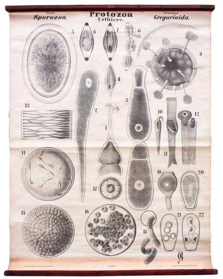 Urtiere, Protozoa, Vintage 19th Century Wall Chart by Rudolf Leuckart, 1873 - Josef und Josefine