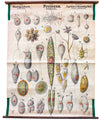 Urtiere, Protozoa, Vintage 19th Century Wall Chart by Rudolf Leuckart, 1873 - Josef und Josefine