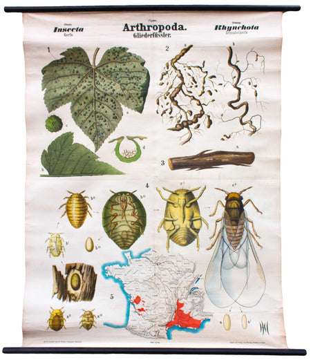 Kerfe, Insecta, Arthropoda, Vintage 19th Century Wall Chart by Rudolf Leuckart, 1873 - Josef und Josefine