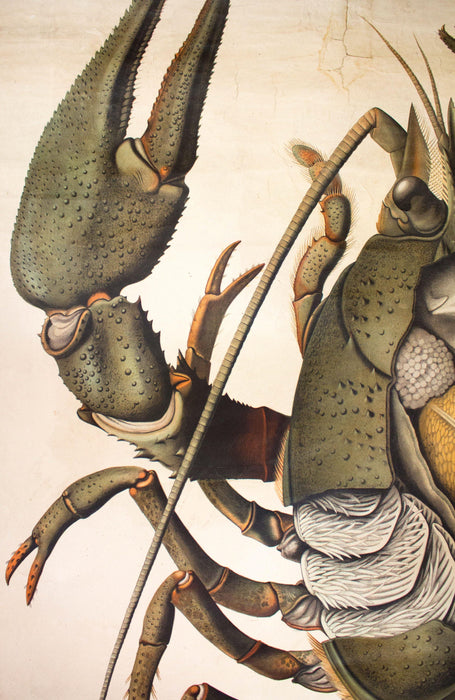 Hummer, Lobster, Paul Pfurtscheller Zoological Wall Chart, Crustacean, 1912 - Josef und Josefine