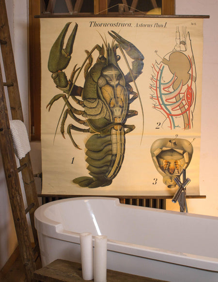 Hummer, Lobster, Paul Pfurtscheller Zoological Wall Chart, Crustacean, 1929 - Josef und Josefine
