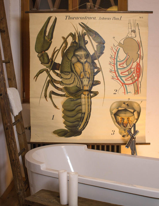 Hummer, Lobster, Paul Pfurtscheller Zoological Wall Chart, Crustacean, 1929 - Josef und Josefine