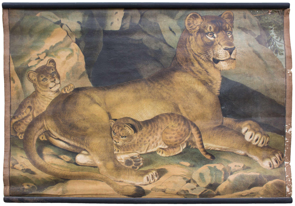 Lion, Löwin, educational chart , 1891 - Josef und Josefine