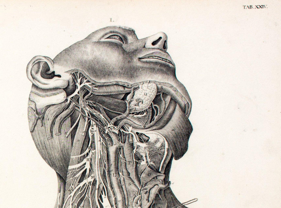 Human body, educational chart by M. J. Weber, 1830 - Josef und Josefine