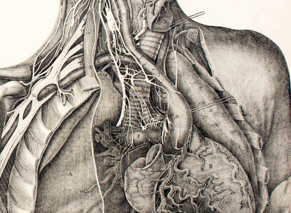 Human body, educational chart by M. J. Weber, 1830 - Josef und Josefine