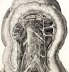 Human body, educational chart by M. J. Weber, 1830 - Josef und Josefine