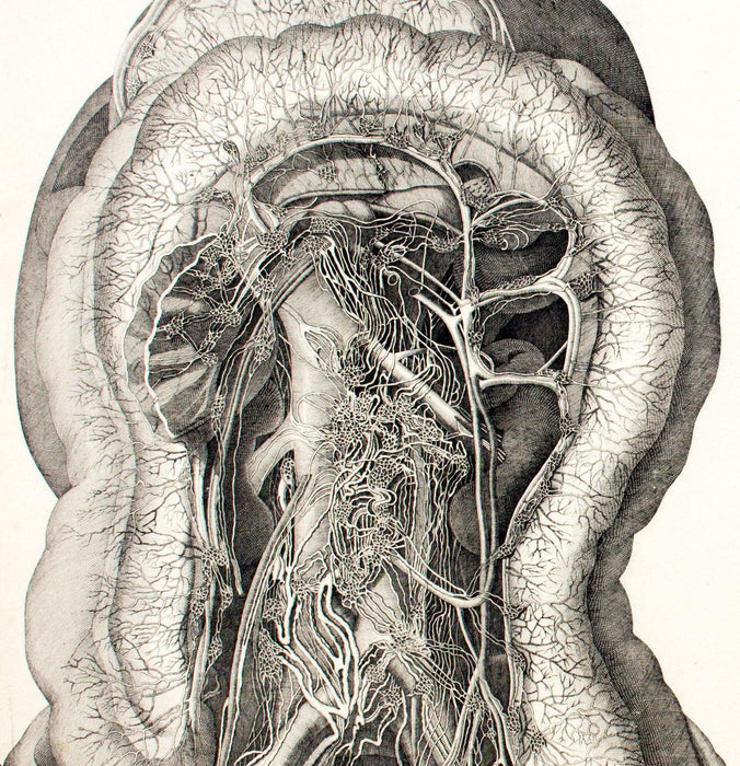 Human body, educational chart by M. J. Weber, 1830 - Josef und Josefine