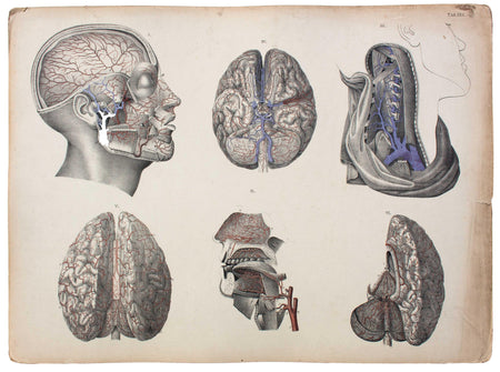 Human Body, Dr. M. J. Weber, 1830 - Josef und Josefine