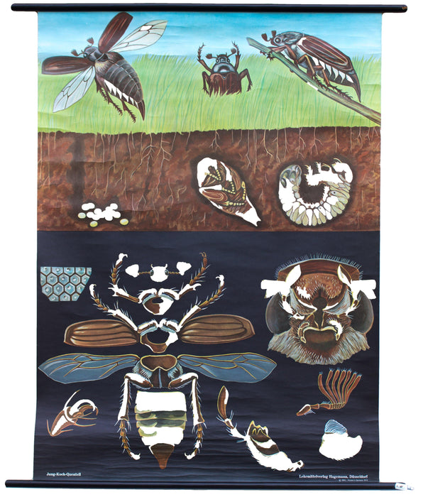 Cockchafer, Jung-Koch-Quentell, 1968 - Josef und Josefine