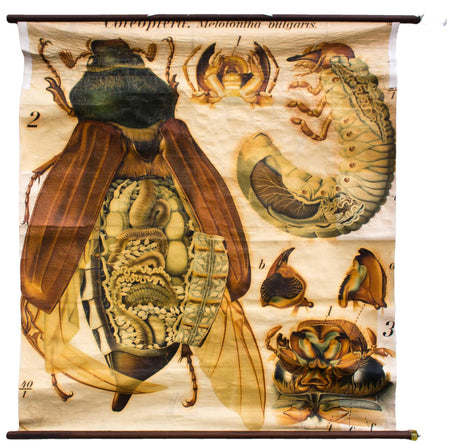 Maikäfer, cockchafer, Paul Pfurtscheller Zoological Wall Chart, 1905 - Josef und Josefine